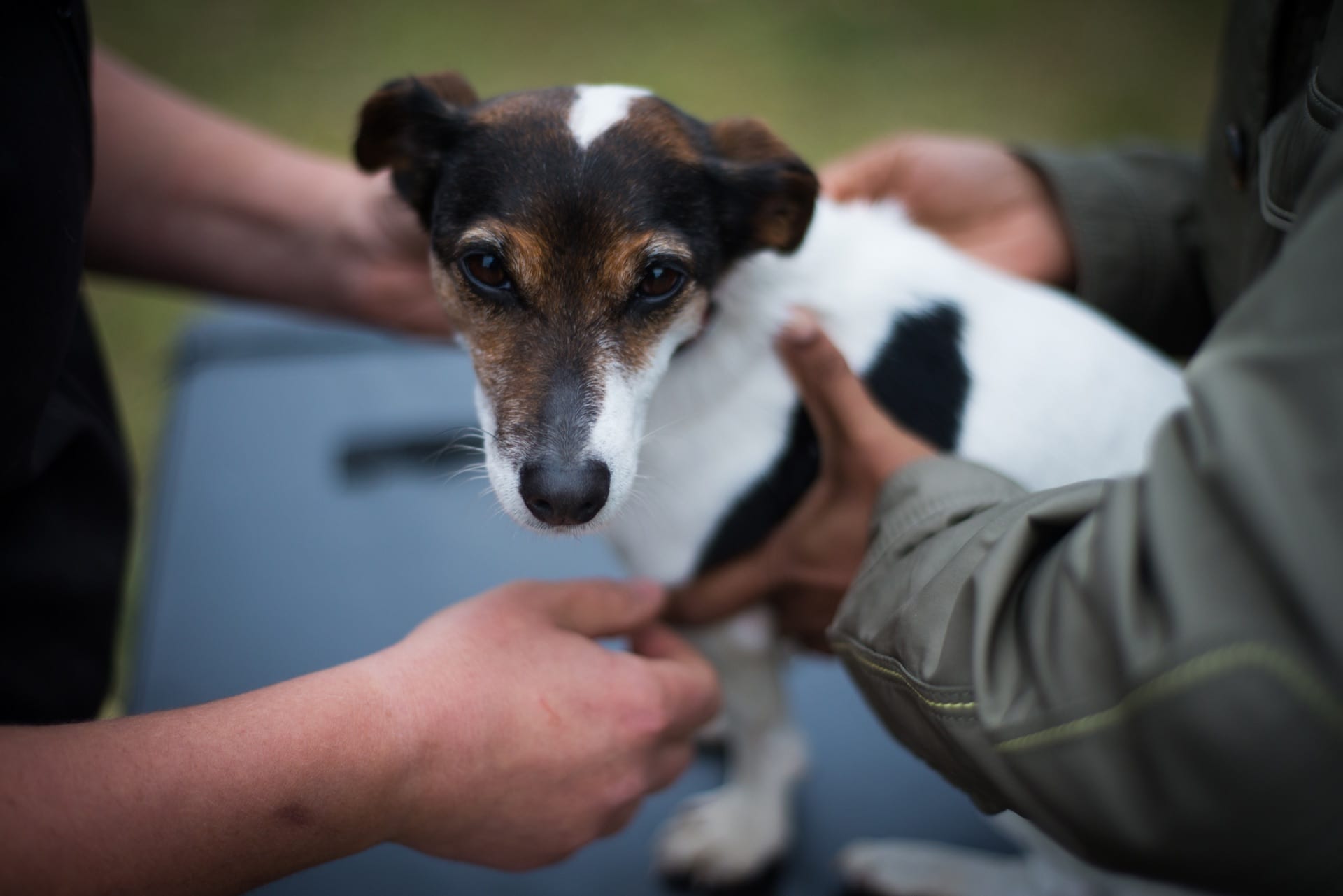 Advanced Small Animal seminar photo 6.
