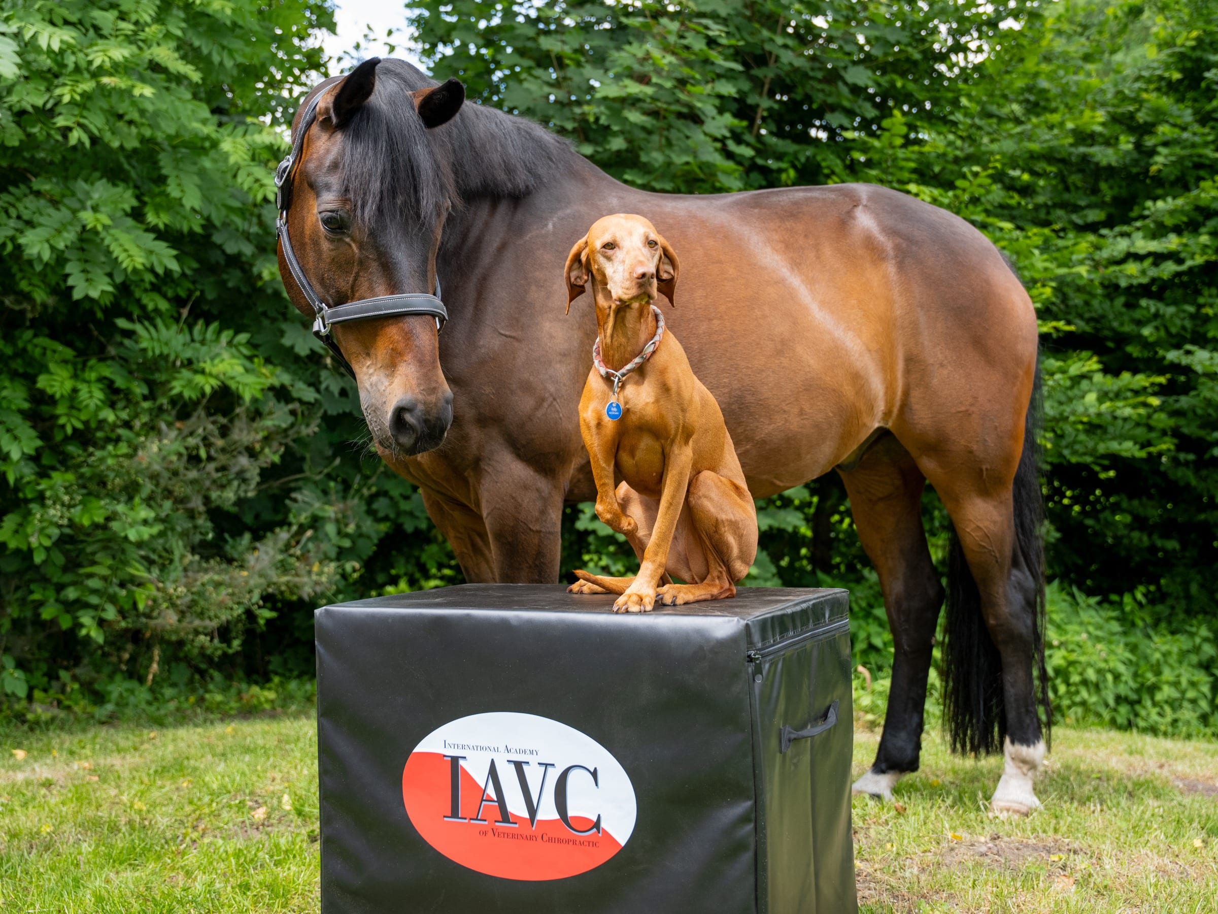 IAVC Both Species Essentials training with a horse and dog at a practical station