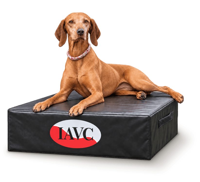 Dog resting on an IAVC-branded chiropractic positioning block