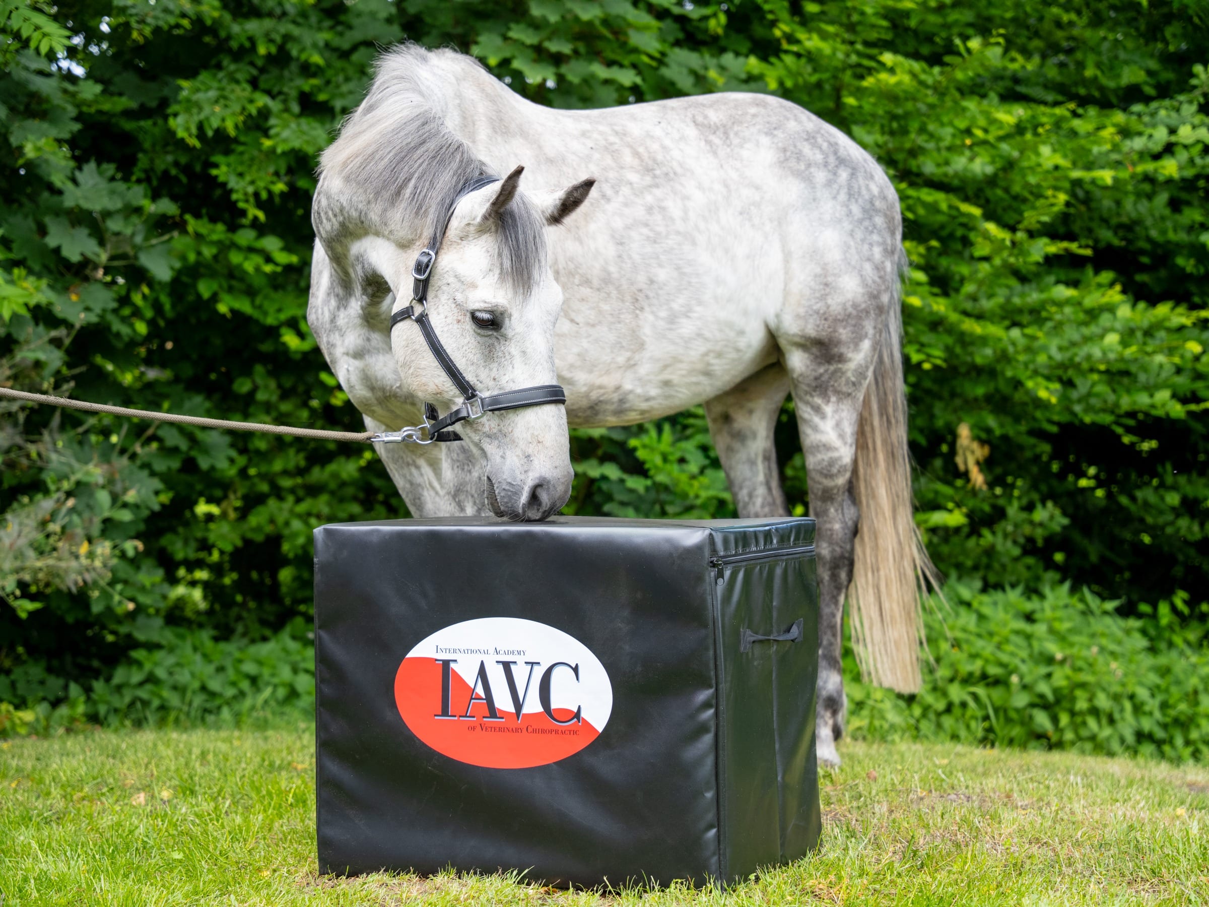 IAVC Equine Essentials training with a white horse at a practical station