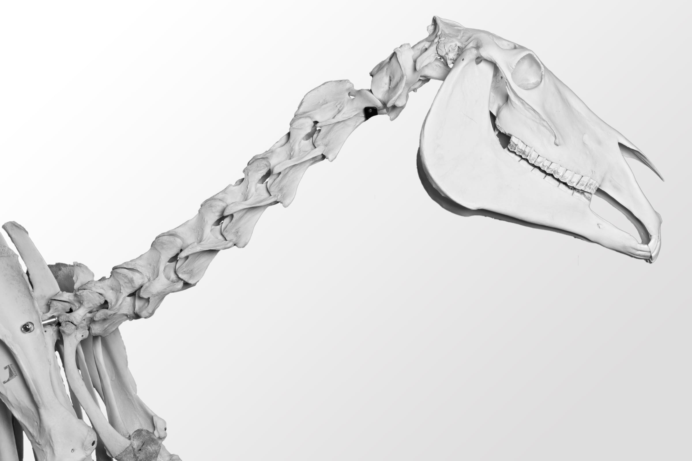 Equine skeleton showing the cervical spine from shoulder to skull