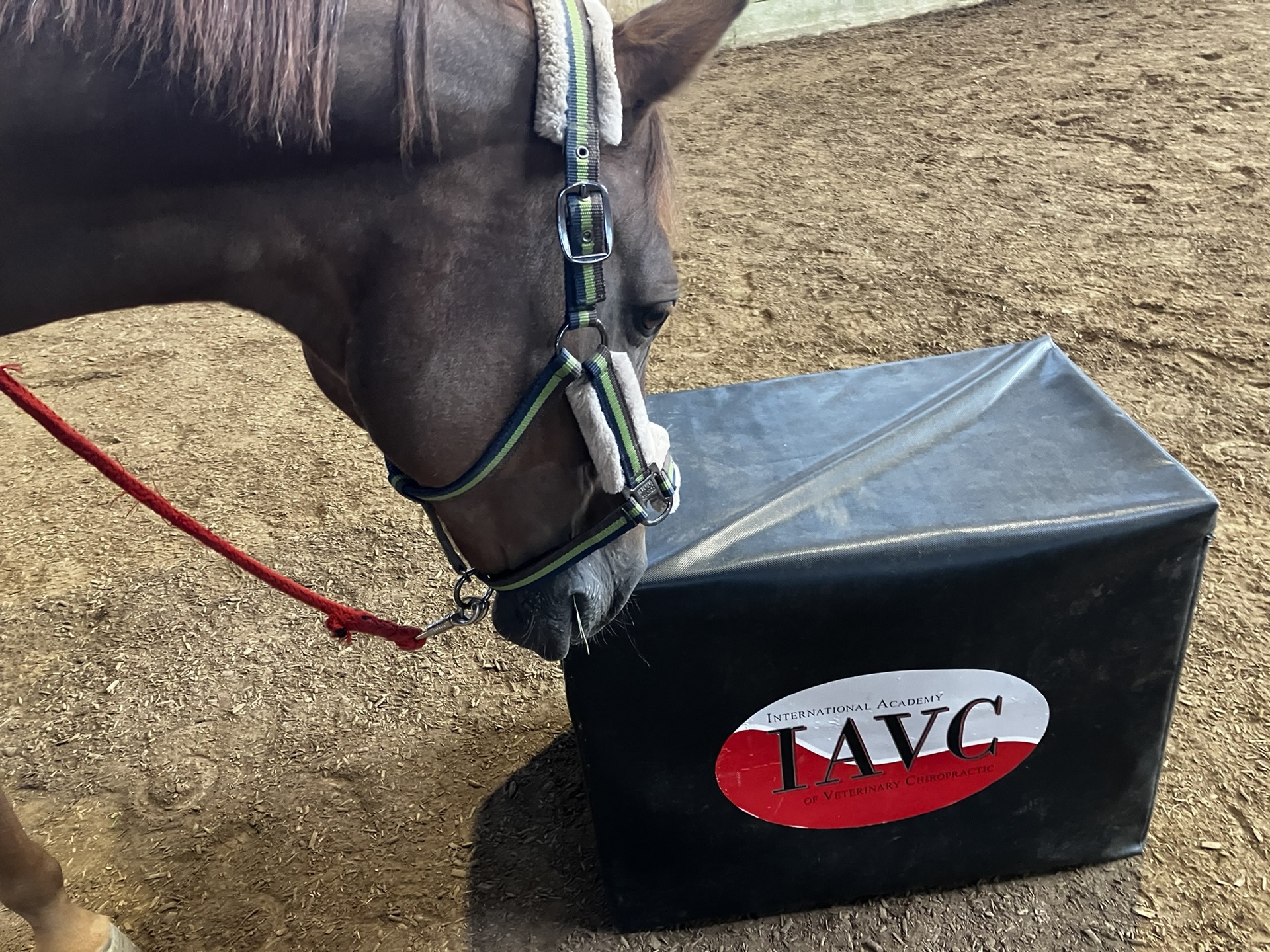 Advanced Equine seminar photo 4.