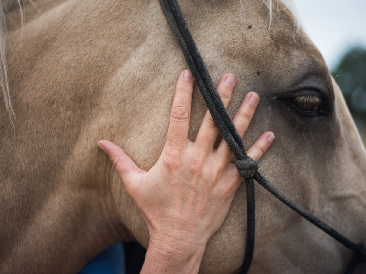 Equine Advanced Clinical Applications cervical seminar thumbnail