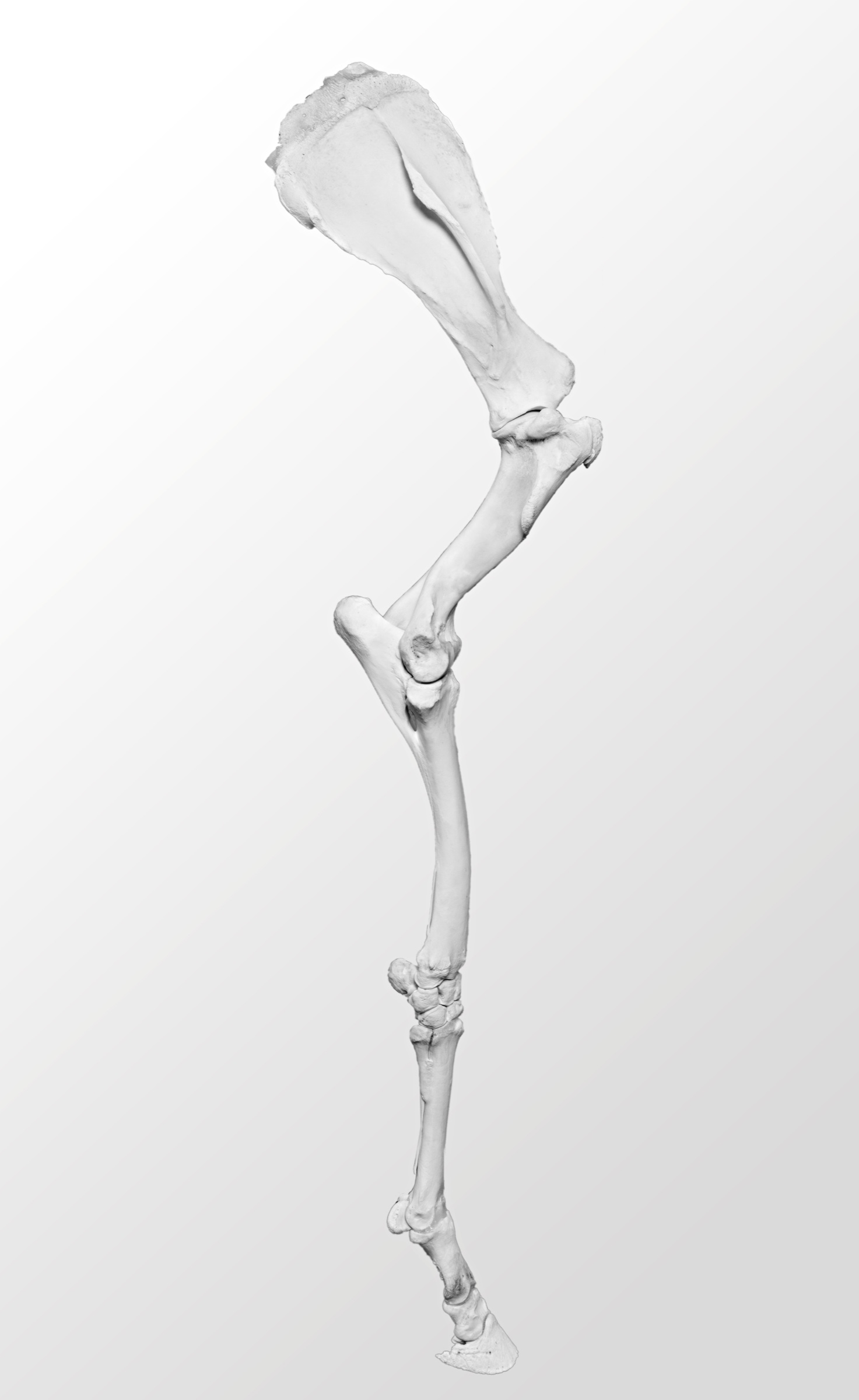 Equine forelimb skeleton from shoulder to hoof