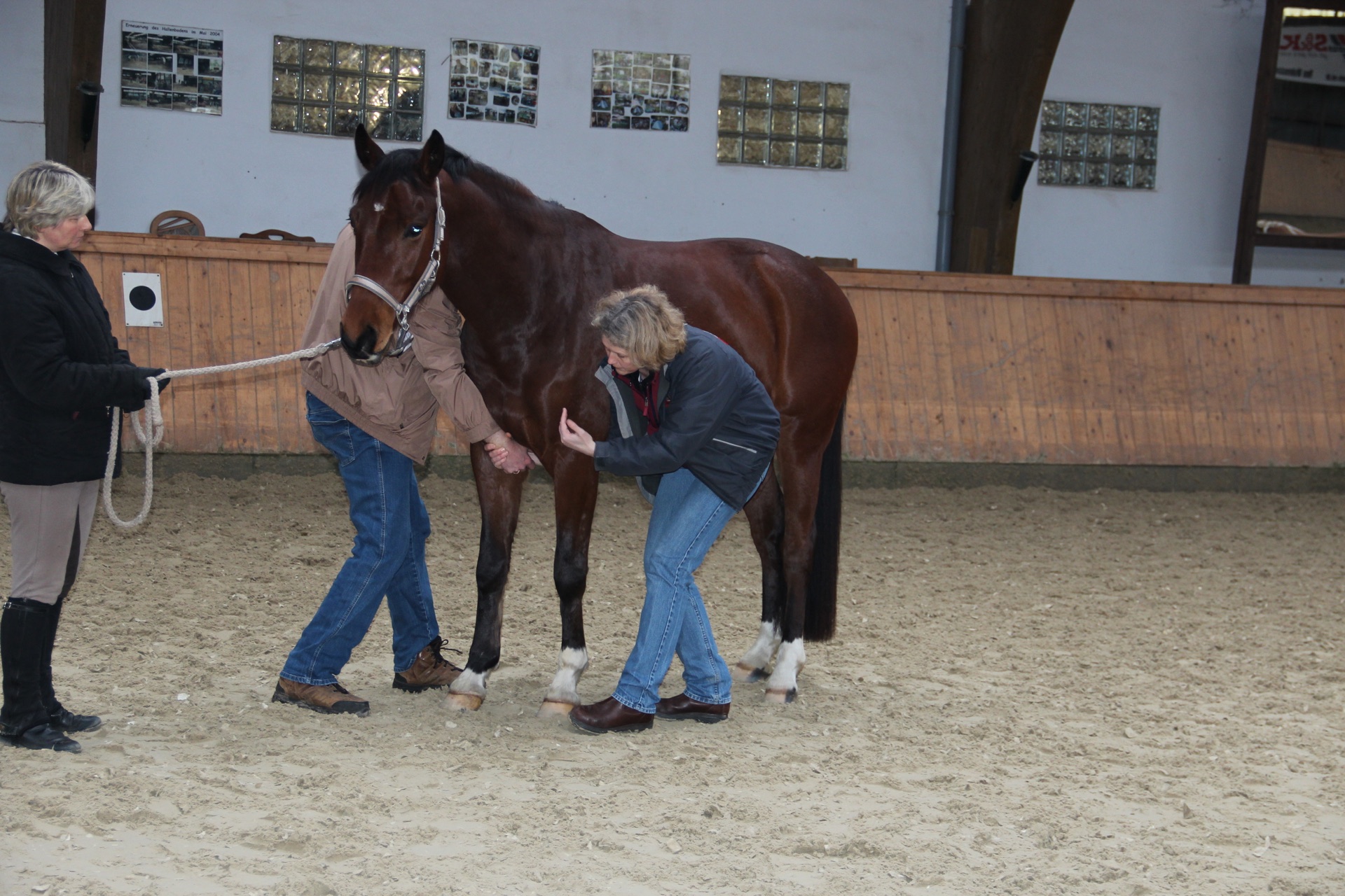 Advanced Equine seminar photo 2.