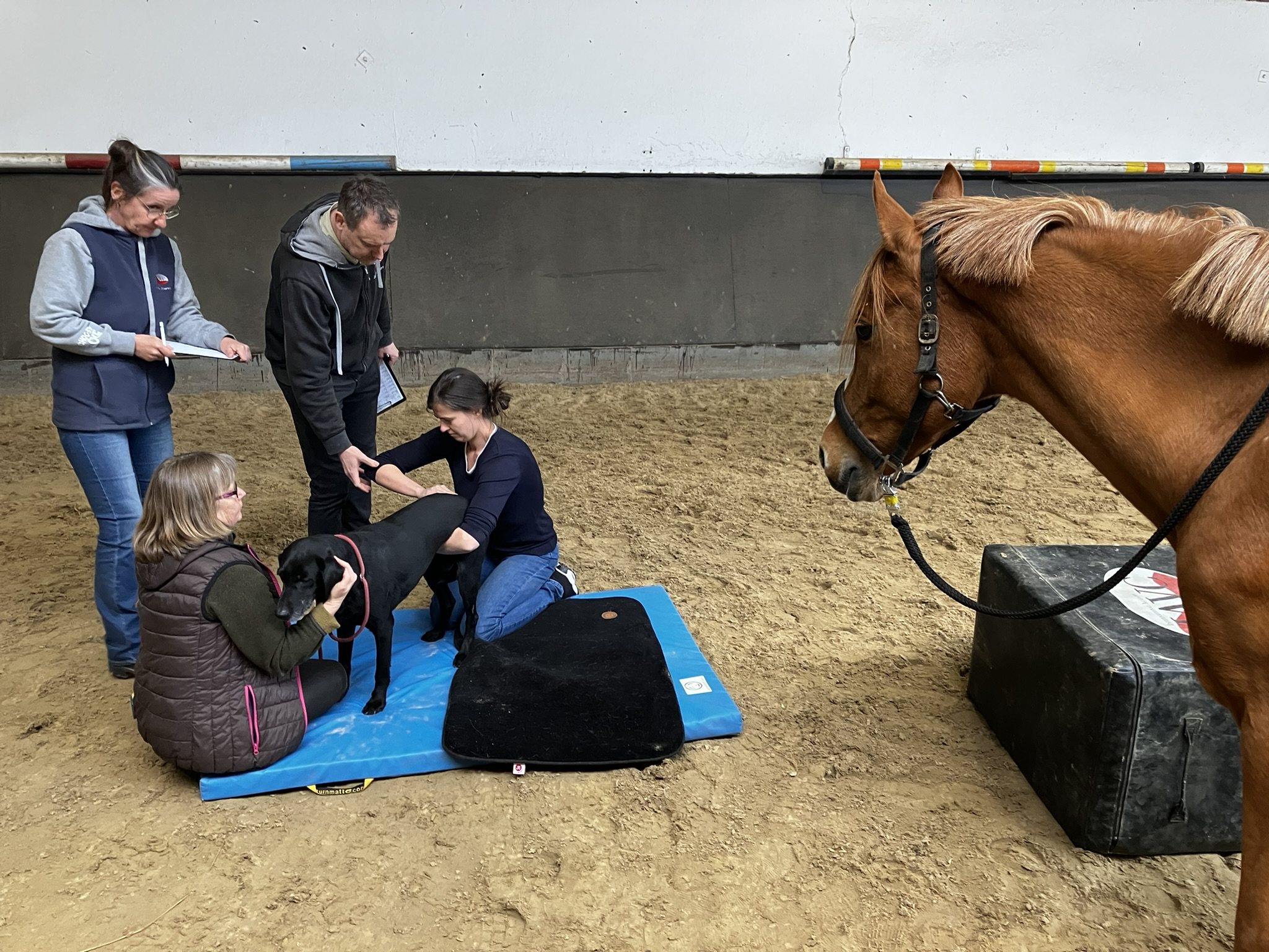 IAVC instructors assessing canine practical work in an arena with horse training equipment nearby.