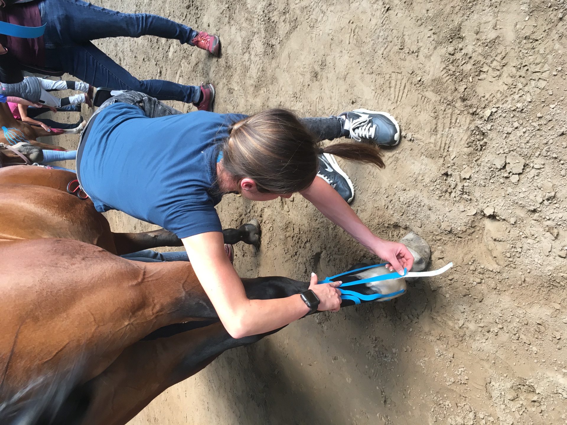 Veterinary Therapeutic Taping seminar photo 4.